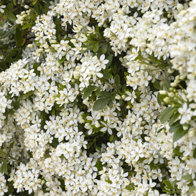 Choisya White Dazzler Standard Tree in 19cm Pot
