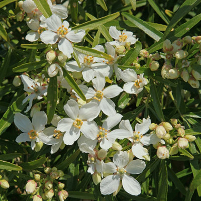 Choisya White Dazzler Standard Tree in 19cm Pot