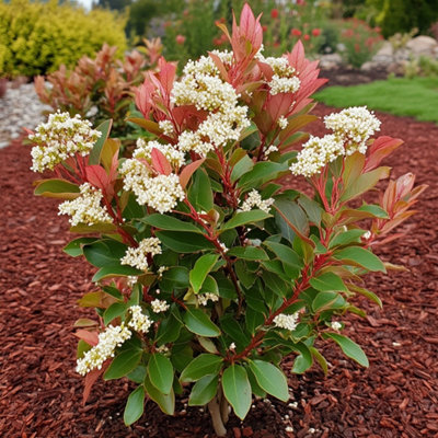 Christmas berry - 2 pcs. - Photinia fraseri Red Robin - Height 30-40cm -  Pot 17cm