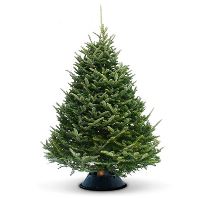 Christmas Tree Fraser Fir - 7ft Fresh Cut Christmas Tree - Grown in The UK - Premium Fraser Fir