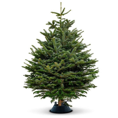 Christmas Tree Nordmann Fir - 6ft Fresh Cut Christmas Tree - Grown in The UK - Premium Nordmann Fir