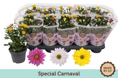 Chrys Mixed Carnaval, 12cm Pot Size, 25cm Tall, Chrysanthemum, Live Plants