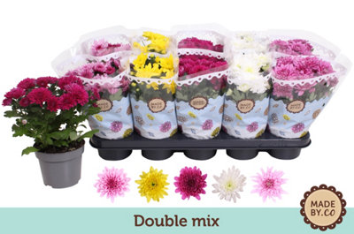 Chrys Mixed Double, 12cm Pot Size, 25cm Tall, Chrysanthemum, Live Plants