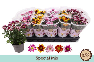 Chrys Mixed Special, 12cm Pot Size, 25cm Tall, Chrysanthemum, Live Plants