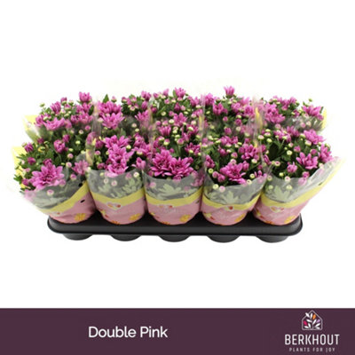 Chrys Pink Dynamic, 12cm Pot Size, 26cm Tall, Gerbera Daisy Pink ...