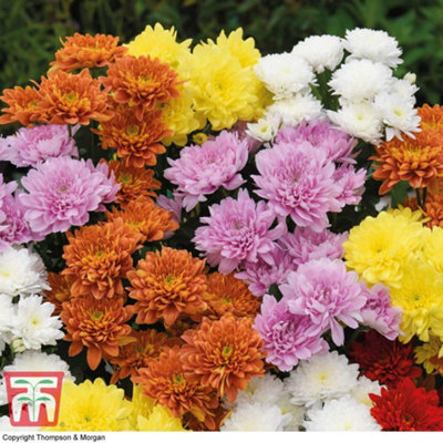 Chrysanthemum Decorative 5 Jumbo Plug Plants
