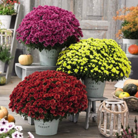 Chrysanthemum Hardy Patio Improved - 6 Plants - Perfect for patio pots and borders