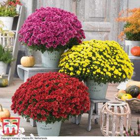 Chrysanthemum Hardy Patio Improved Collection - 18 Plug Plants
