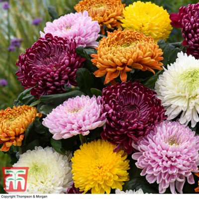Chrysanthemum Incurved Mixed 5 Jumbo Plug Plants
