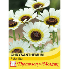 Chrysanthemum Polar Star 1 Seed Packet (200 Seeds)
