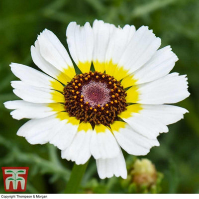Chrysanthemum Polar Star 1 Seed Packet (200 Seeds)