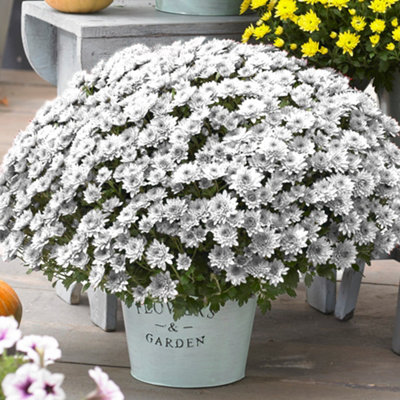 Chrysanthemum White Flowers, Mums, Easy to Grow (2040cm