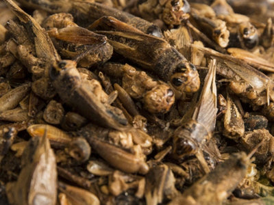 View of Chubby Dried Crickets 500g Food for Reptiles & Fish