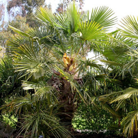 Chusan Palm Outdoor Shrub Plant Trachycarpus Fortunei Garden Plants 2L Pot
