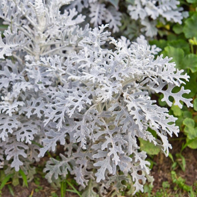 Cineraria 'Silver Dust' - 12 Pack - 2 Trays of 6 - Yellow Flowers in Summer