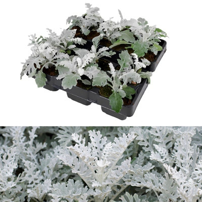 Cineraria 'Silver Dust' - 12 Pack - 2 Trays of 6 - Yellow Flowers in Summer