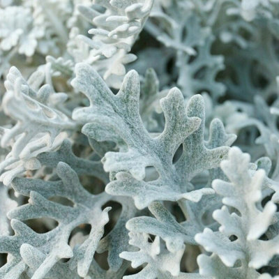 Cineraria 'Silver Dust' - 12 Pack - 2 Trays of 6 - Yellow Flowers in Summer - 3