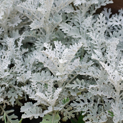 Cineraria 'Silver Dust' - 12 Pack - 2 Trays of 6 - Yellow Flowers in Summer - 4