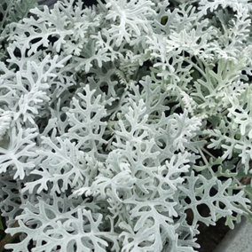 Cineraria Silver Dust Bedding Plants - Silvery Foliage (6 Pack)