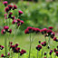 Cirsium rivulare Atropurpureum - Deep Red Blooms, Attracts Pollinators, Sunny areas (15-30cm Height Including Pot)