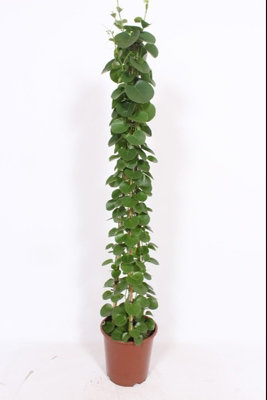 Cissus Rotundifolia, 27cm Pot Size, 160cm Tall, Nerve Plant, Indoor Houseplant