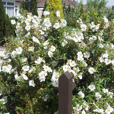 Cistus Alan Fradd - Evergreen, White Red and Yellow Flowers, Compact Size (10-30cm Height Including Pot)