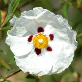 Cistus Decumbens - Evergreen, White Red and Yellow Flowers, Compact Size (20-30cm Height Including Pot)