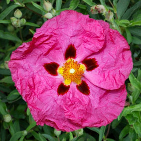 Cistus Purpureus - Evergreen, Pink Red and Yellow Flowers, Compact Size (20-30cm Height Including Pot)