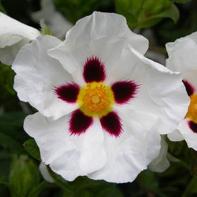Cistus Snow Fire - Outdoor Flowering Shrub, Ideal for UK Gardens, Compact Size (15-30cm Height Including Pot)