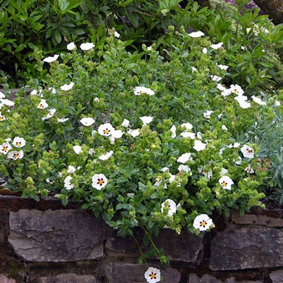Cistus Snow Fire - Outdoor Flowering Shrub, Ideal for UK Gardens, Compact Size (15-30cm Height Including Pot)