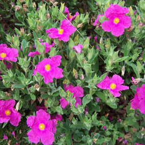 Cistus Sunset - Outdoor Flowering Shrub, Ideal for UK Gardens, Compact Size (15-30cm Height Including Pot)