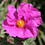 Cistus Sunset - Outdoor Flowering Shrub, Ideal for UK Gardens, Compact Size (15-30cm Height Including Pot)