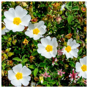 Cistus x obtusifolius / Rock Rose in 2L Pot, Produces Lovely White Flowers 3FATPIGS