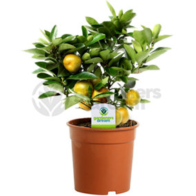 Citrus calamondin Orange Tree: Miniature Oranges, Fragrant Indoor Plant (30-60cm, 12cm Pot)