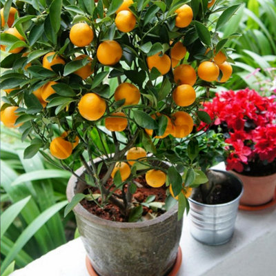 Citrus calamondin Orange Tree Miniature Oranges Fragrant Indoor Plant 30 60cm 12cm Pot