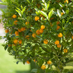 Citrus Calamondin 'Panama Orange' Tree in a 9cm  Pot - Ready to Plant Orange Tree for Pots, Planters and in The Ground Grow Your O