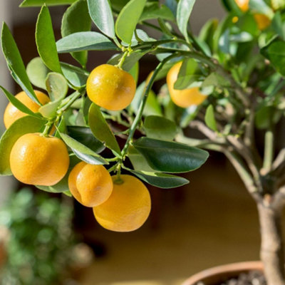 Citrus Calamondin Tree in 3 Litre Pot x 2 - Edible Sweet & Sour