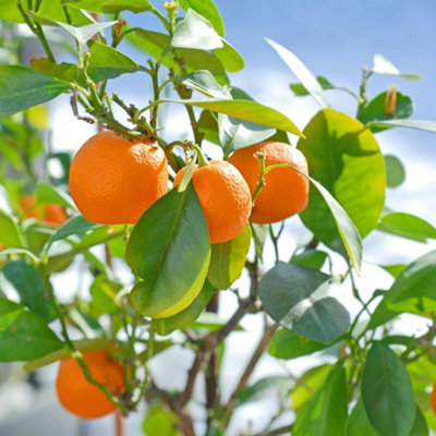 Citrus Calamondin Tree in 3 Litre Pot x 2 - Edible Sweet & Sour