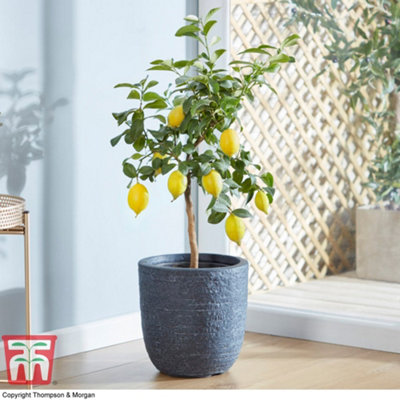 Citrus Fruit Lemon Potted Plant x 2
