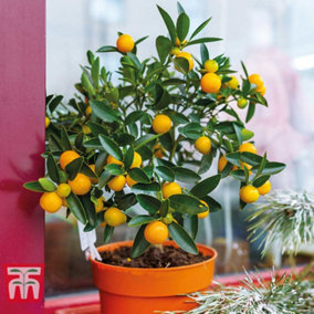 Citrus Fruit Orange Potted Plant x 1