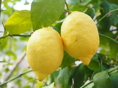 Citrus Lemon Toscane Fruit Tree Plant 60-70cm Supplied in a
