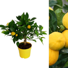 Citrus Lemon Tree in 12cm Pot - Mini Indoor Tree - Edible Fresh Fruit