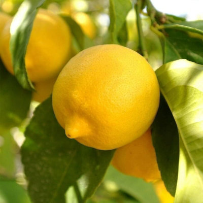 Citrus Lemon Tree in 12cm Pot - Mini Indoor Tree - Edible Fresh Fruit