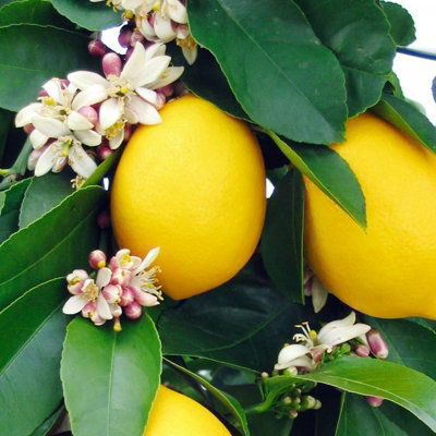 Citrus Lemon Tree in 12cm Pot - Mini Indoor Tree - Edible Fresh Fruit - 4