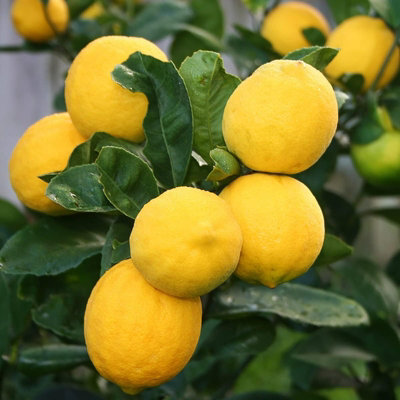 Citrus Lemon Tree in 12cm Pot - Mini Indoor Tree - Edible Fresh Fruit - 6
