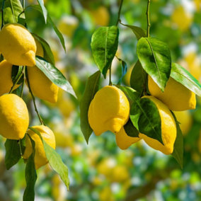Citrus 'Lemon' Tree, In a 1.5L Pot, Ready to Fruit, Lovely, Tasty & Evergreen
