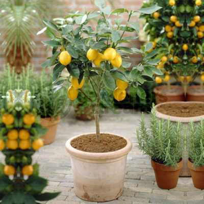 Citrus Lemon Tree: Young Lemon Sapling, Aromatic Foliage (25-35cm, 12cm Pot)