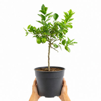 Citrus Lime Tree in Rustic Bucket Hardy Fruit Tree for Homegrown Limes ...