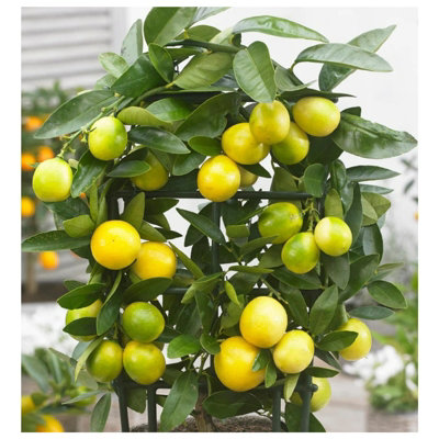 Citrus Limequat Tree in 12cm Pot - Key Lime/Kumquat Hybrid - Grows Edible Fruit - 4