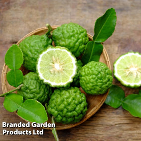 Citrus Plant Kaffir Lime 3 Litre Pot x 1
